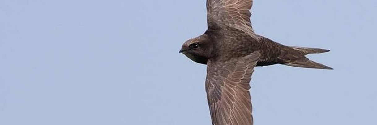 article thumb - Hampshire swifts