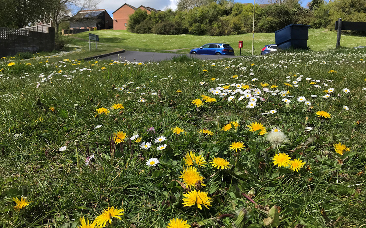 Roadside-verge-1