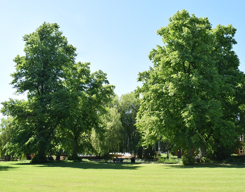 Abbey Garden