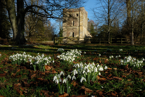 Snowdrop Saturdays in Warnford Park
