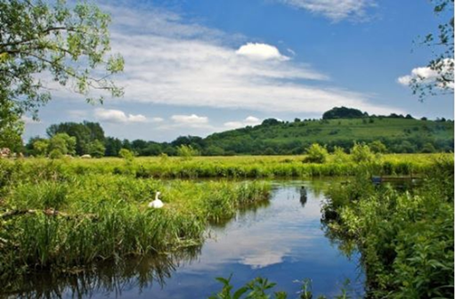 The Wildlife of the Winchester College Water Meadows