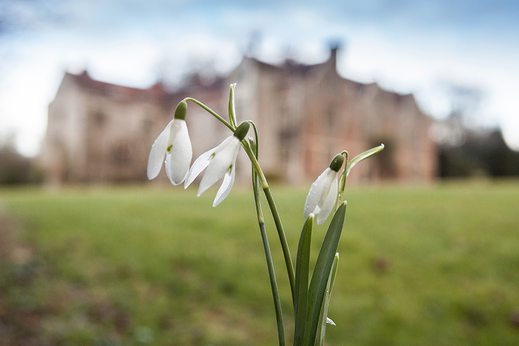 article thumb - Snowdrops at Chawton House