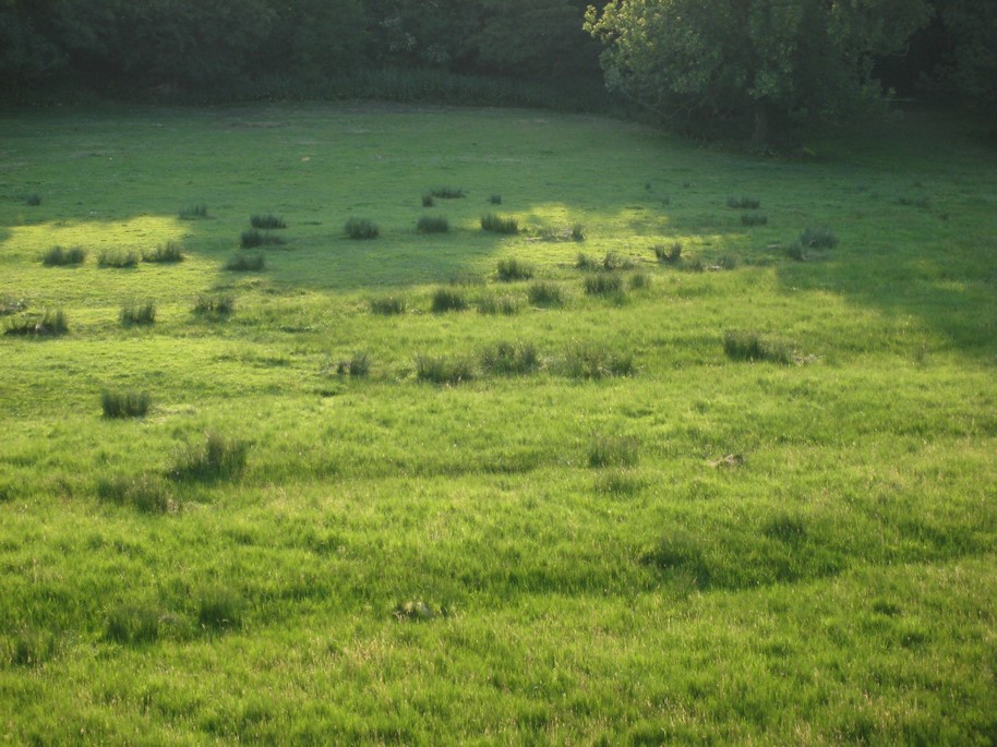 article thumb - Watermeadows near Winchester