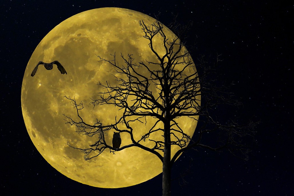 article thumb - Owls against a full moon