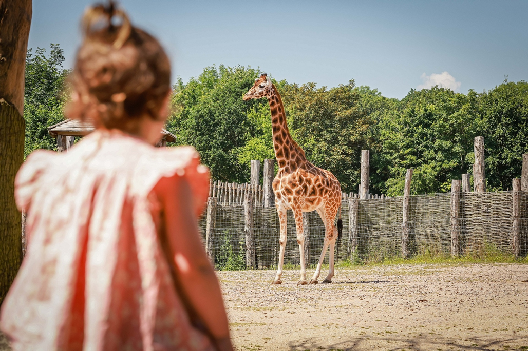 article thumb - Marwell Zoo - Girl looking at giraffe