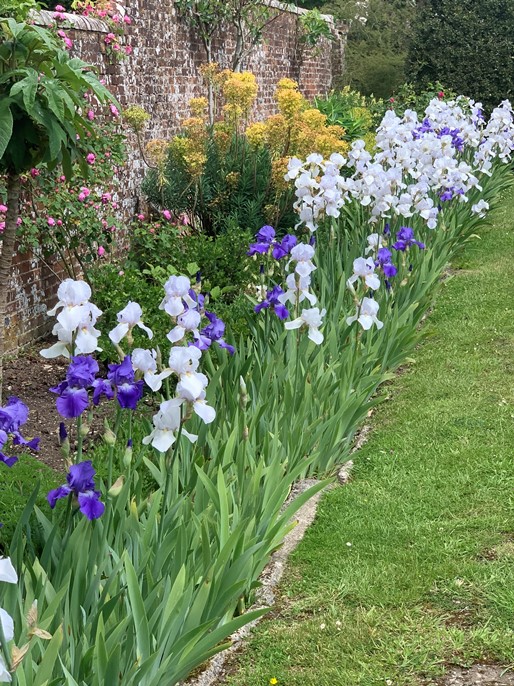 article thumb - Iris at The Holt
