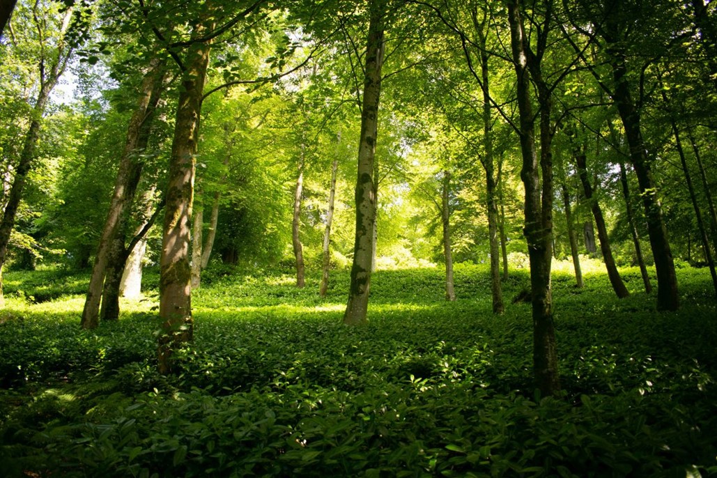 article thumb - Trees